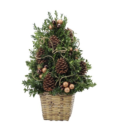 Boxwood Treasure Boxwood Treasure