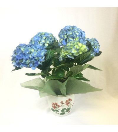Beautiful Blooming Hydrangea Beautiful Blooming Hydrangea