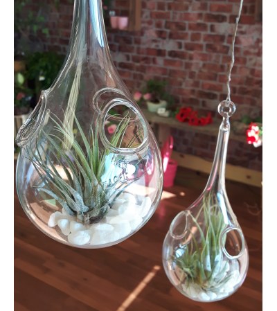 Air plants Air plants