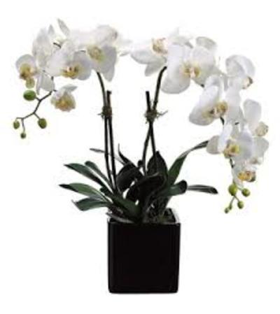 White Double Orchid White Double Orchid