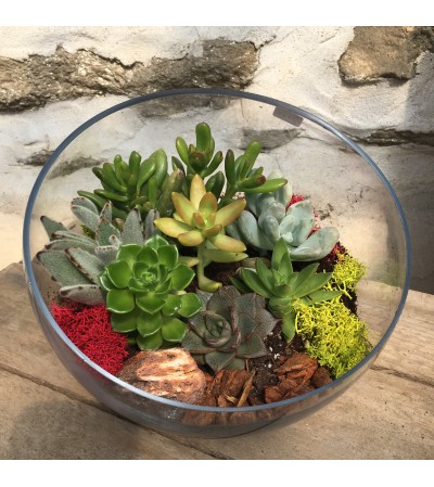 Succulent Terrarium Garden Succulent Terrarium Garden