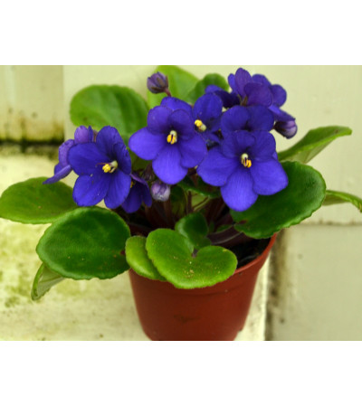 African Violet Plants African Violet Plants