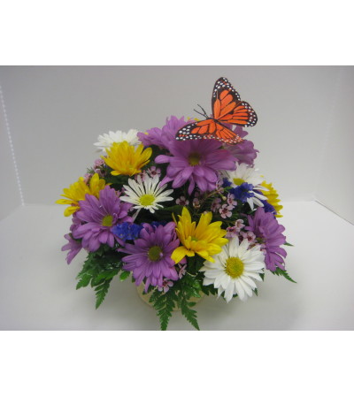 Darlin' Daisies Darlin' Daisies