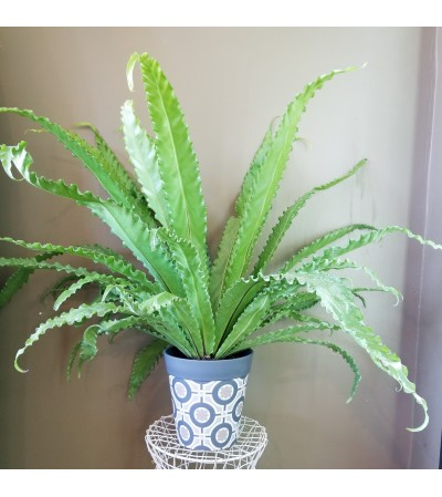 Luscious Birds Nest Fern Luscious Birds Nest Fern