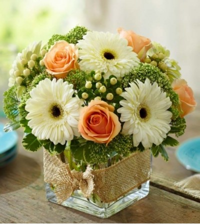 Modern Rose and Gerbera Daisy Modern Rose and Gerbera Daisy