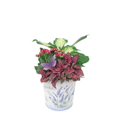 Lavender Planter Tin Lavender Planter Tin