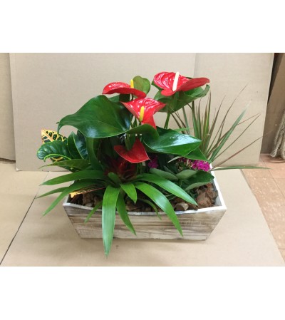 Rustic Indoor Exotic Planter Rustic Indoor Exotic Planter
