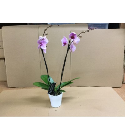 Orchid in Ceramic Pot Orchid in Ceramic Pot