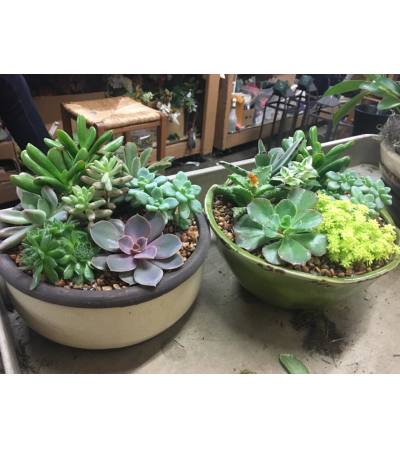 Succulent Gardens Zen Succulent Gardens Zen