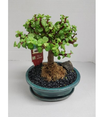 JADE BONSAI JADE BONSAI
