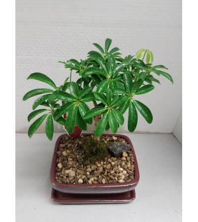 ARBRICOLA BONSAI ARBRICOLA BONSAI