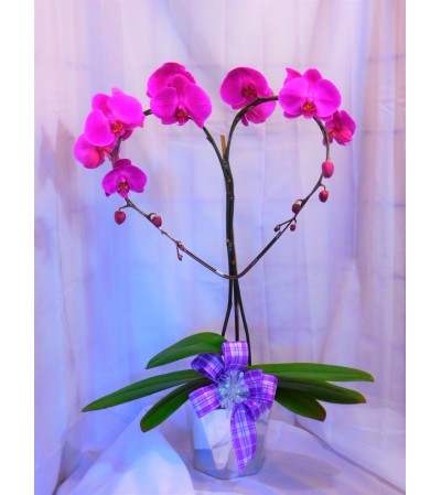 I Love You Mama Purple Orchid I Love You Mama Purple Orchid