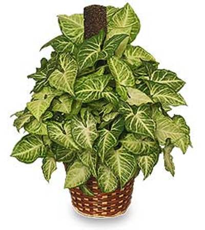 GREEN NEPHTHYTIS PLANT GREEN NEPHTHYTIS PLANT