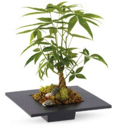 Money Tree AVF Money Tree AVF