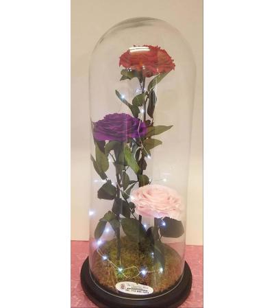 ENCHANTED ROSE LAMP MIX COLOR ROSES ENCHANTED ROSE LAMP MIX COLOR ROSES