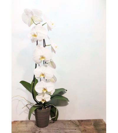 waterfall phalaenopsis orchid waterfall phalaenopsis orchid