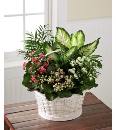 Rural Beauty Basket Dishgarden Rural Beauty Basket Dishgarden