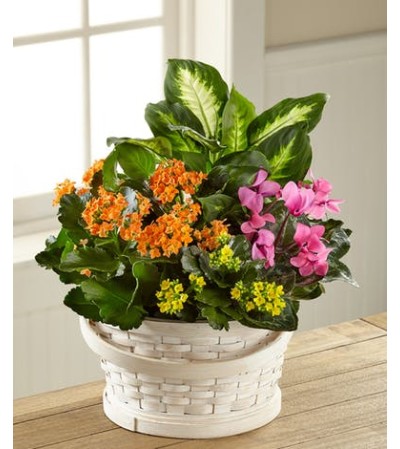 Color Crush Basket Dishgarden Color Crush Basket Dishgarden