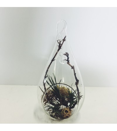 Hanging Airplant Terrarium Hanging Airplant Terrarium