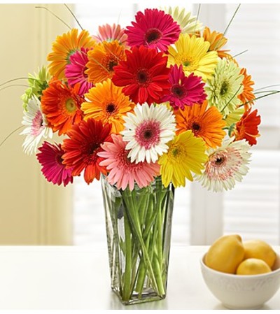 Glorious Gerberas (24) Glorious Gerberas (24)