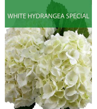 Wrapped White Hydrangea Special Wrapped White Hydrangea Special
