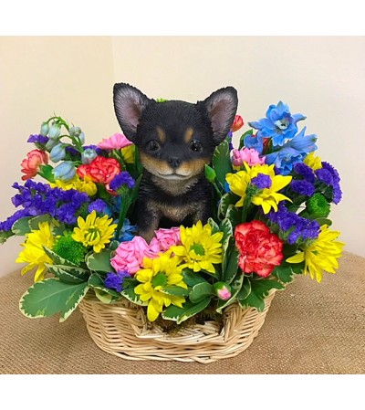 Chihuahua Chihuahua