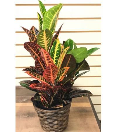 Croton in a Basket Croton in a Basket