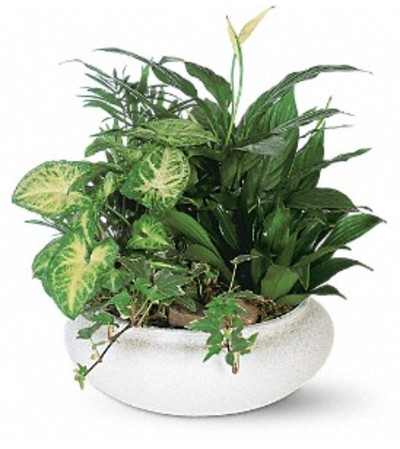 Dish Gardens Dish Gardens