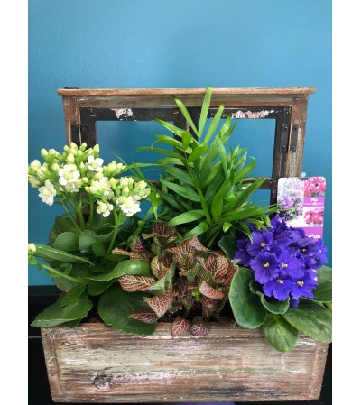 Antique Window Box Plant Antique Window Box Plant