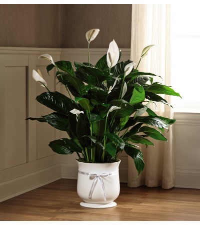The Comfort Planter 8" The Comfort Planter 8"