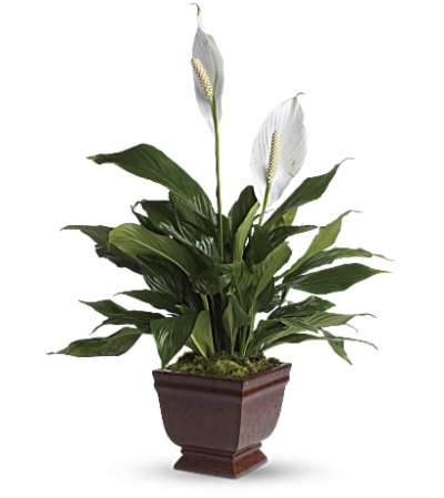 Lovely One Spath by Teleflora Lovely One Spath by Teleflora
