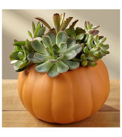 Autumn Essence Succulent Planter Autumn Essence Succulent Planter