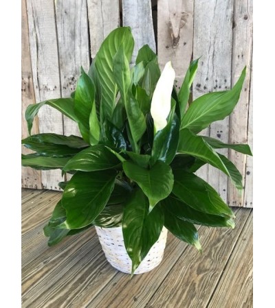 Elegant Peace lily Elegant Peace lily