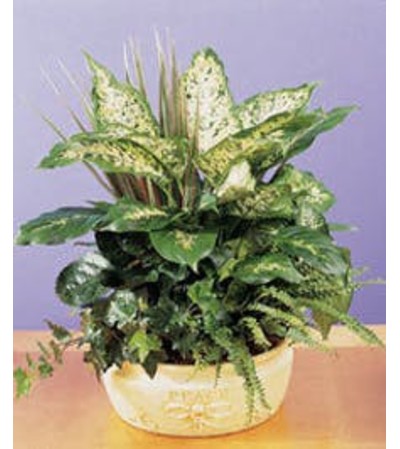 Mixed Dish Garden Planter Mixed Dish Garden Planter