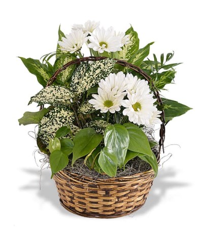Mixed Basket Garden Mixed Basket Garden