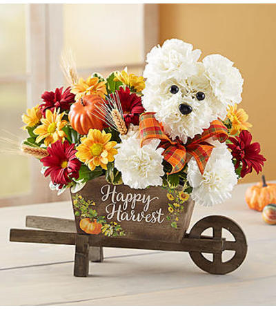 a-DOG-able® for Fall 2 a-DOG-able® for Fall 2