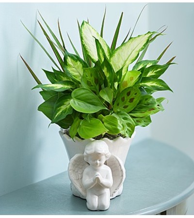 Praying Angel Dish Garden Praying Angel Dish Garden