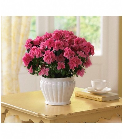 Azalea Azalea