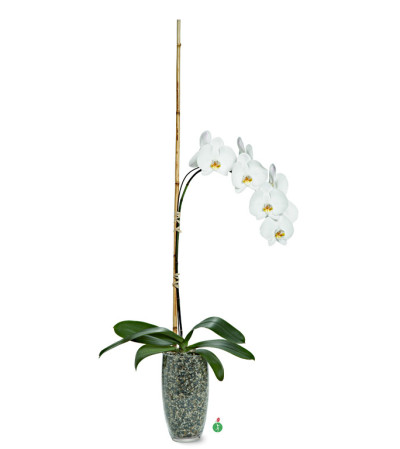 Single Stemmed Phalaenopsis Orchid Single Stemmed Phalaenopsis Orchid