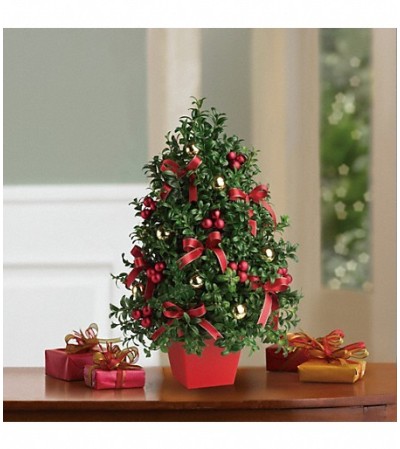 Boxwood Trees Boxwood Trees