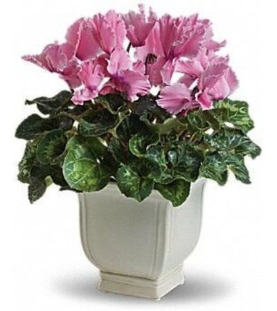 Cyclamen Cyclamen