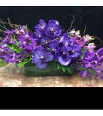 Orchid Sweep Orchid Sweep