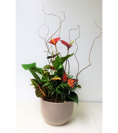 Anthurium Planter with Monarch Anthurium Planter with Monarch