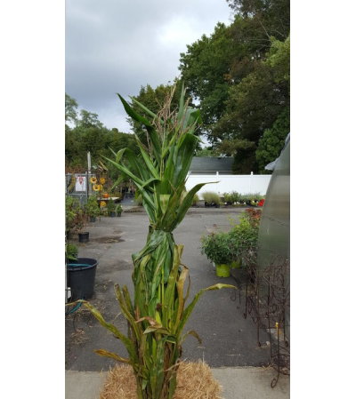Cornstalk Cornstalk