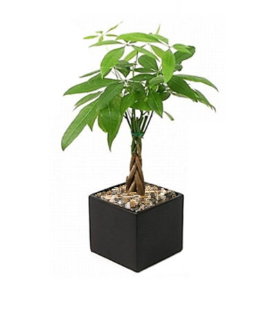 Petite Pachira (Money) Tree Petite Pachira (Money) Tree
