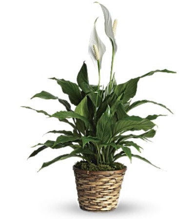 SMALL ELEGANT PEACE LILY SMALL ELEGANT PEACE LILY