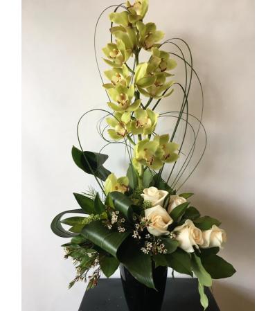 Serene Green Orchid Serene Green Orchid