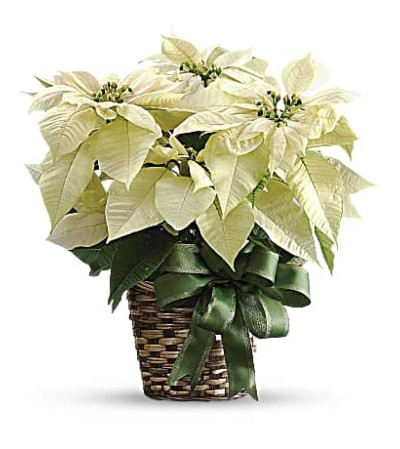 White Poinsettia T122-2 White Poinsettia T122-2
