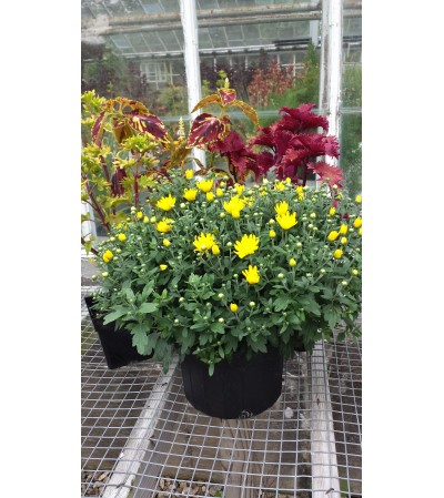 Fall Mum Fall Mum