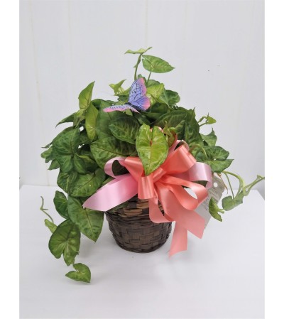 pothos plant in basket pothos plant in basket